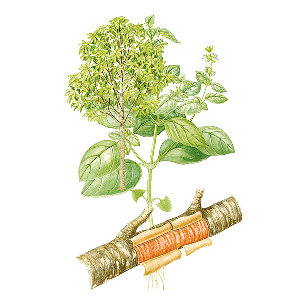 Rosenholzbaum (Aniba rosaeodora)