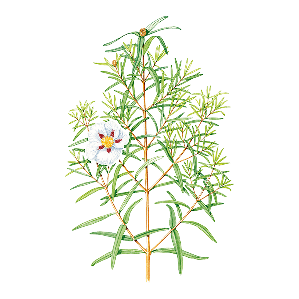 Lack-Zistrose (Cistus ladaniferus)