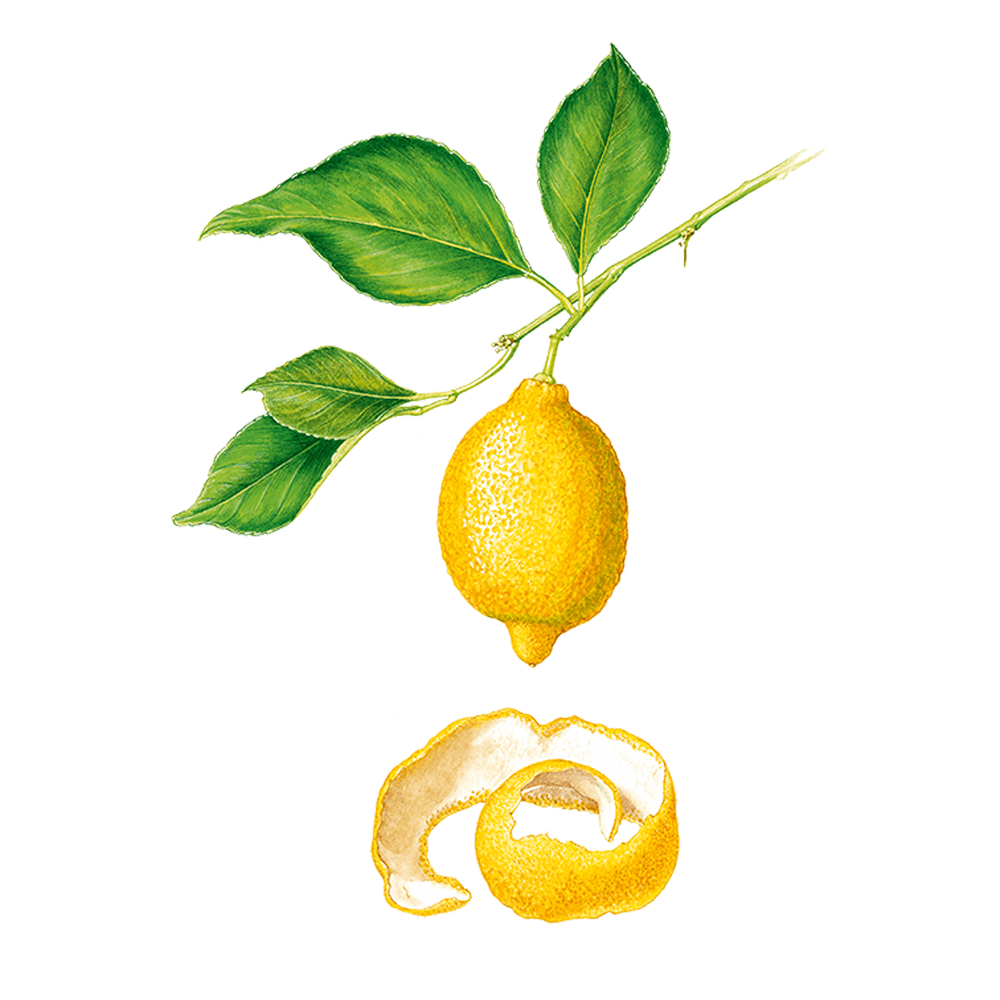 Zitrone (Citrus limon)