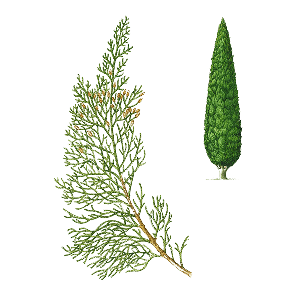 Zypresse (Cupressus sempervirens)