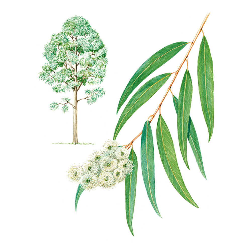 Pfefferminz-Eukalyptus (Eukalyptus radiata)