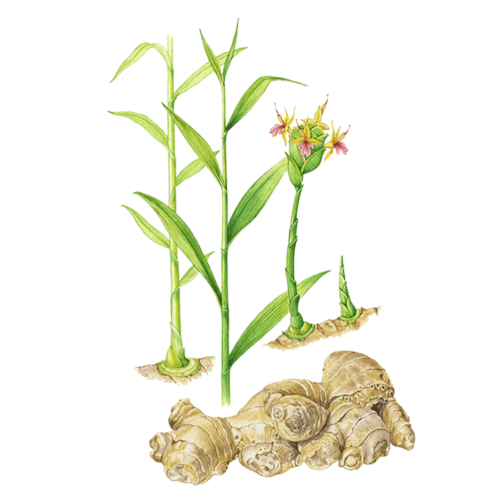 Ingwer (Zingiber officinale)