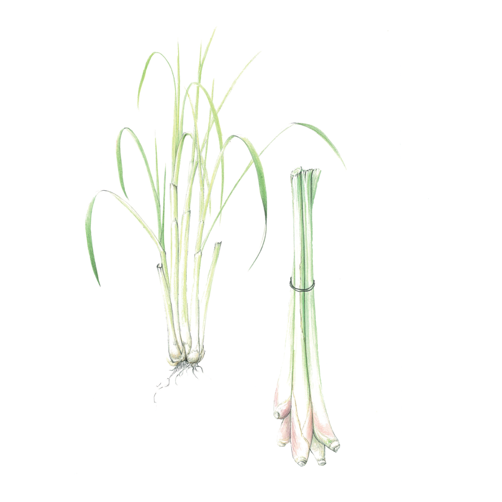 Lemongrass (Cymbopogon citratus)