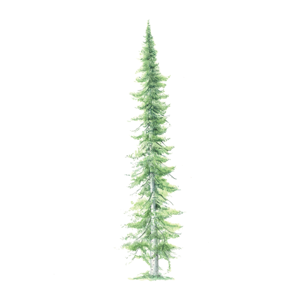 Sibirische Tanne (Abies sibirica)