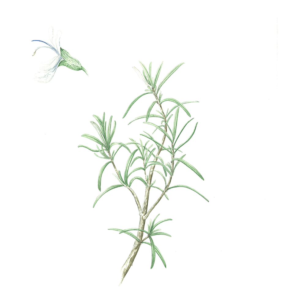Rosmarin Cineol (Rosmarinus officinalis cineoliferum)