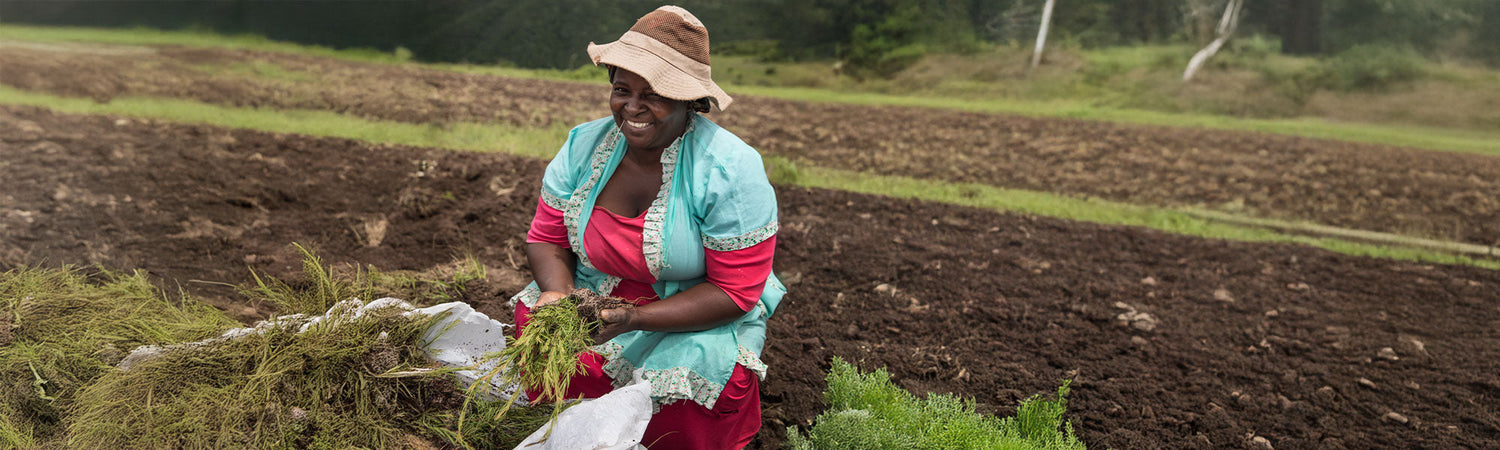 Ätherisches Teebaumöl: Tugenden und Verwendung