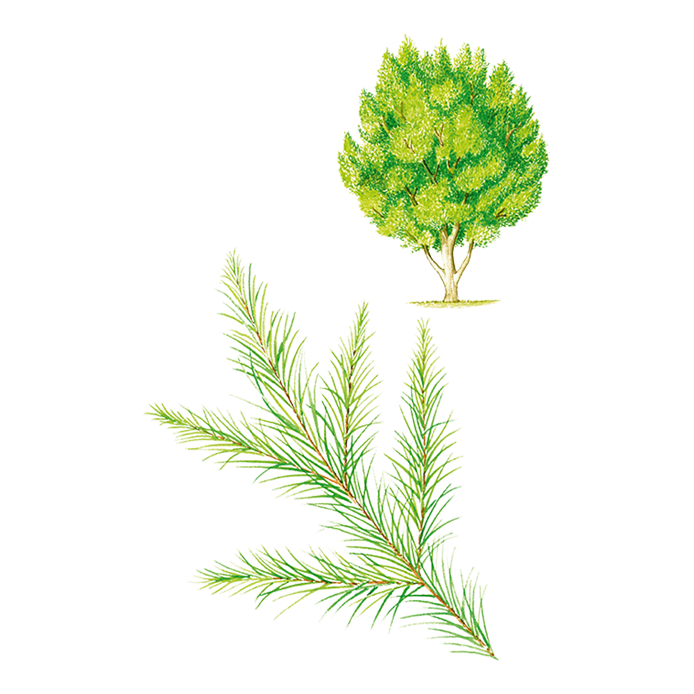 Teebaum (Melaleuca alternifolia)