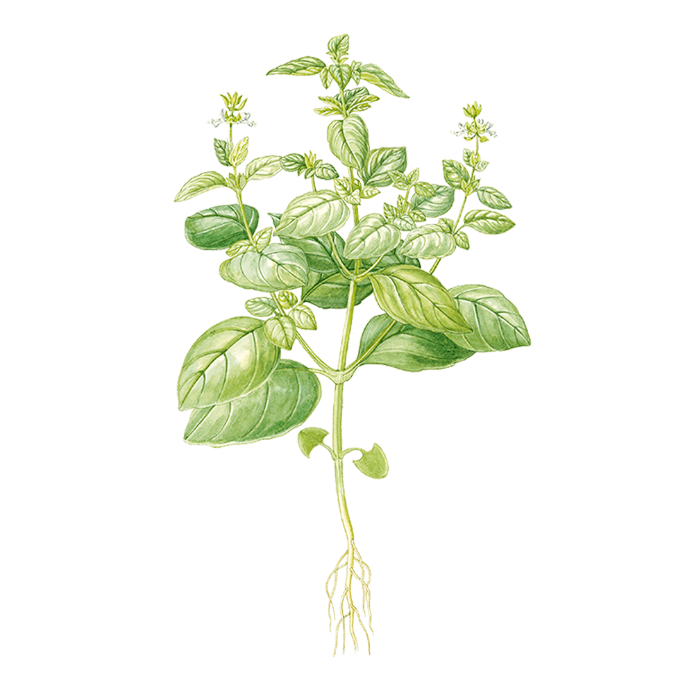 Basilikum Tropical (Ocimum basilicum var. basilicum)