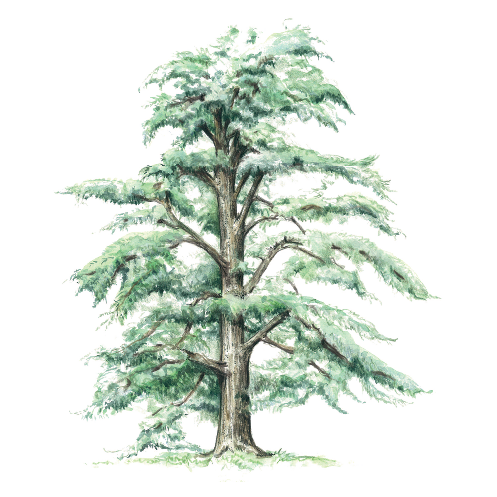 Atlas-Zeder (Cedrus atlantica)