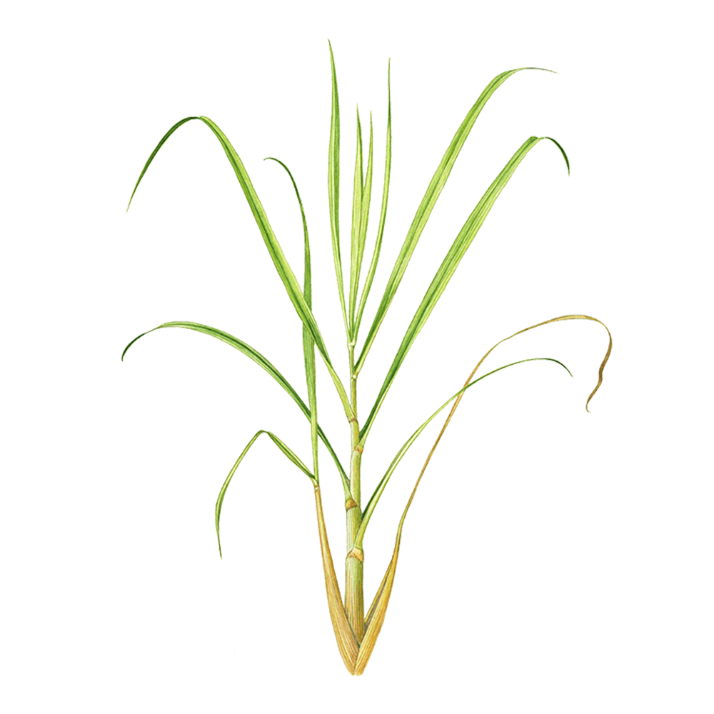 Java-Zitronengras (Cymbopogon winterianus)