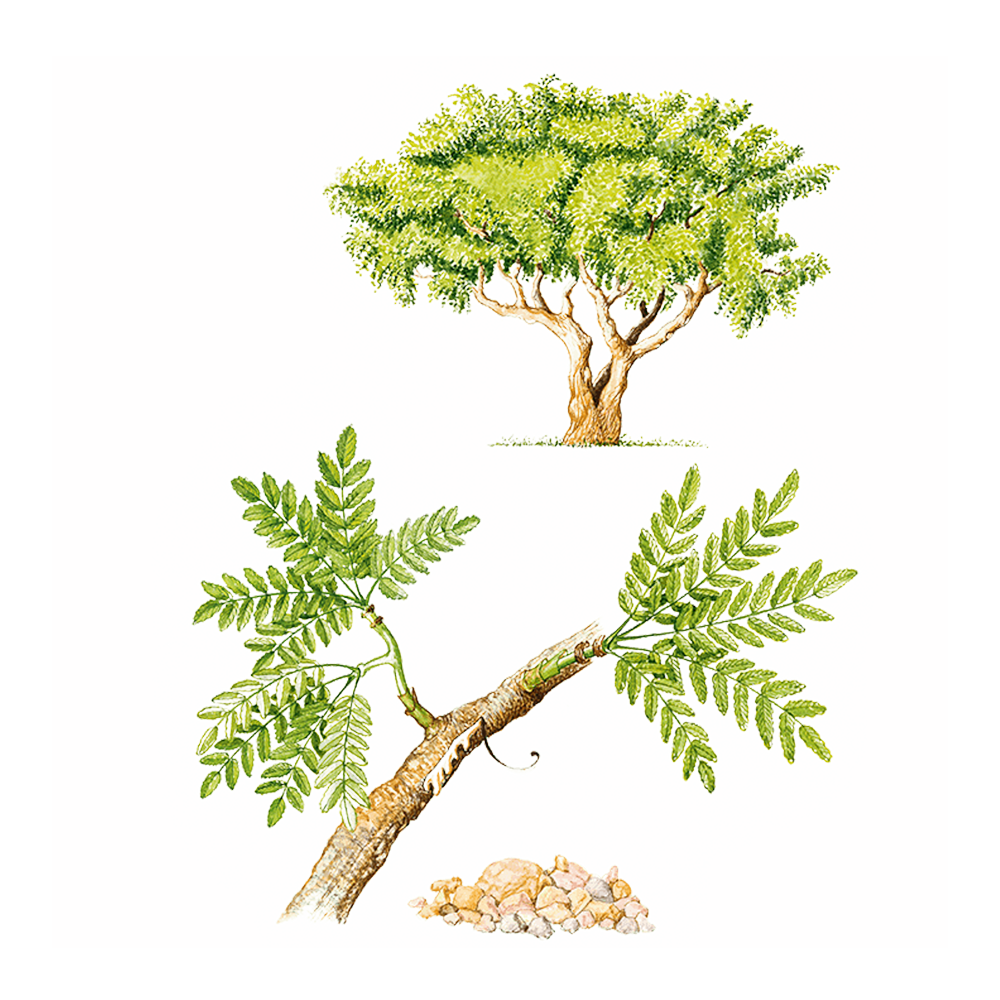 Weihrauch (Boswellia sacra)