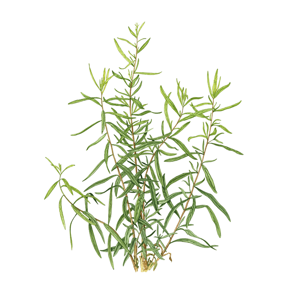 Estragon (Artemisia dracunculus)