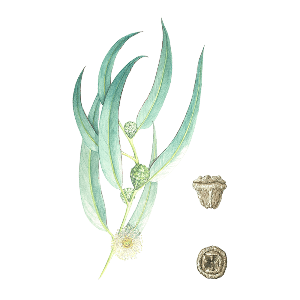 Eukalyptus globulus (Eucalyptus globulus)