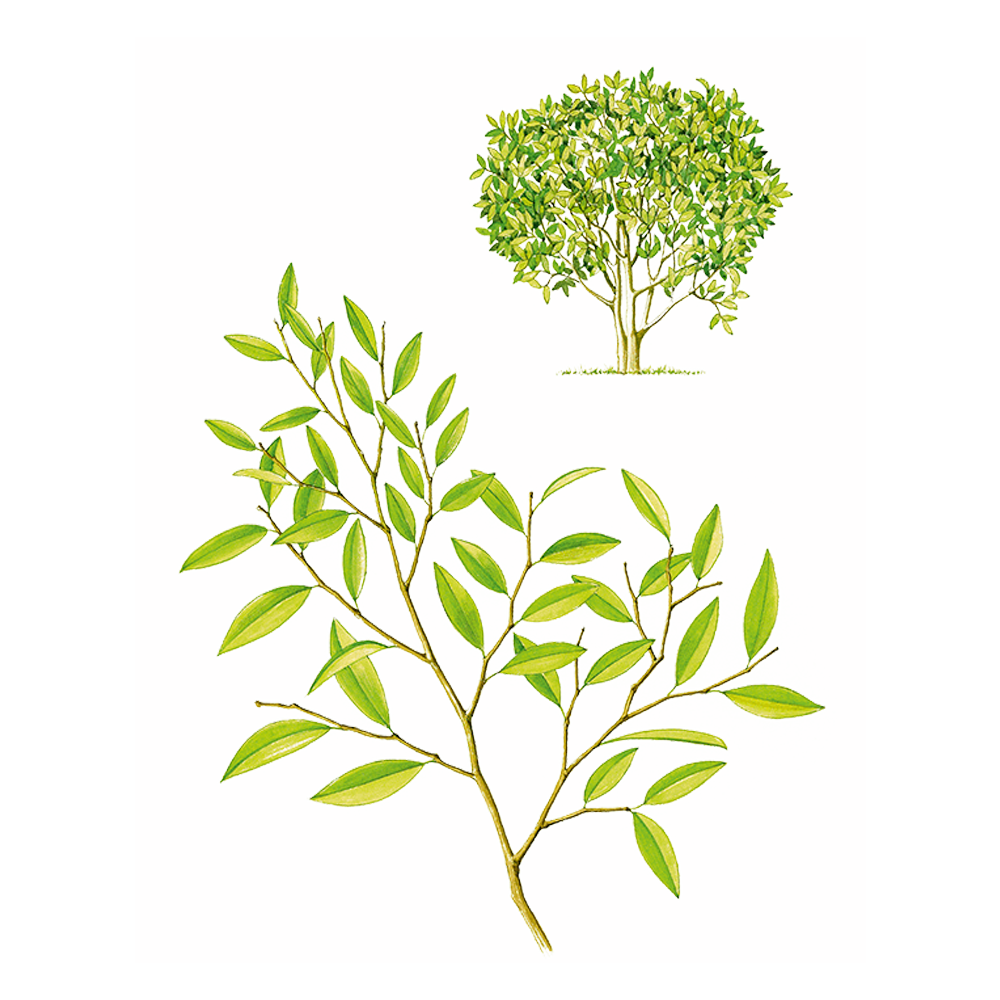 Wintergrün (Gaulthéria fragrantissima)