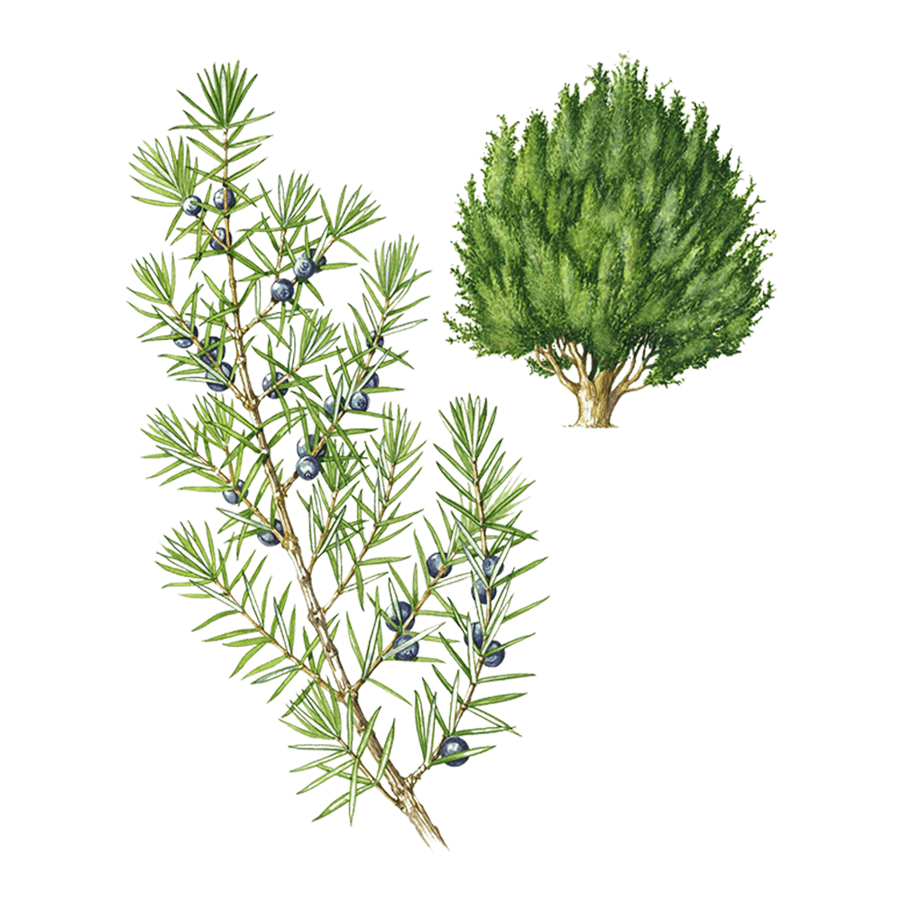 Wacholder  (Juniperus communis)