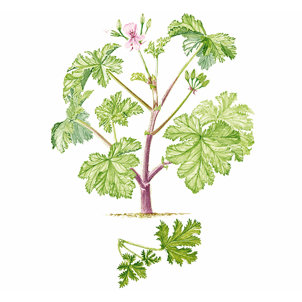 Pelargonien (Pelargonium x asperum cv. Egypte)