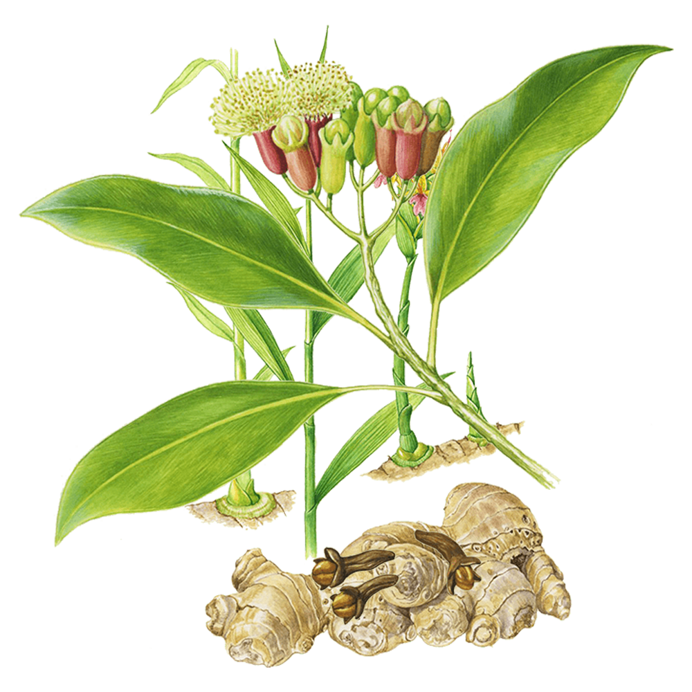 Gewürznelkenbaum (Syzygium aromaticum)