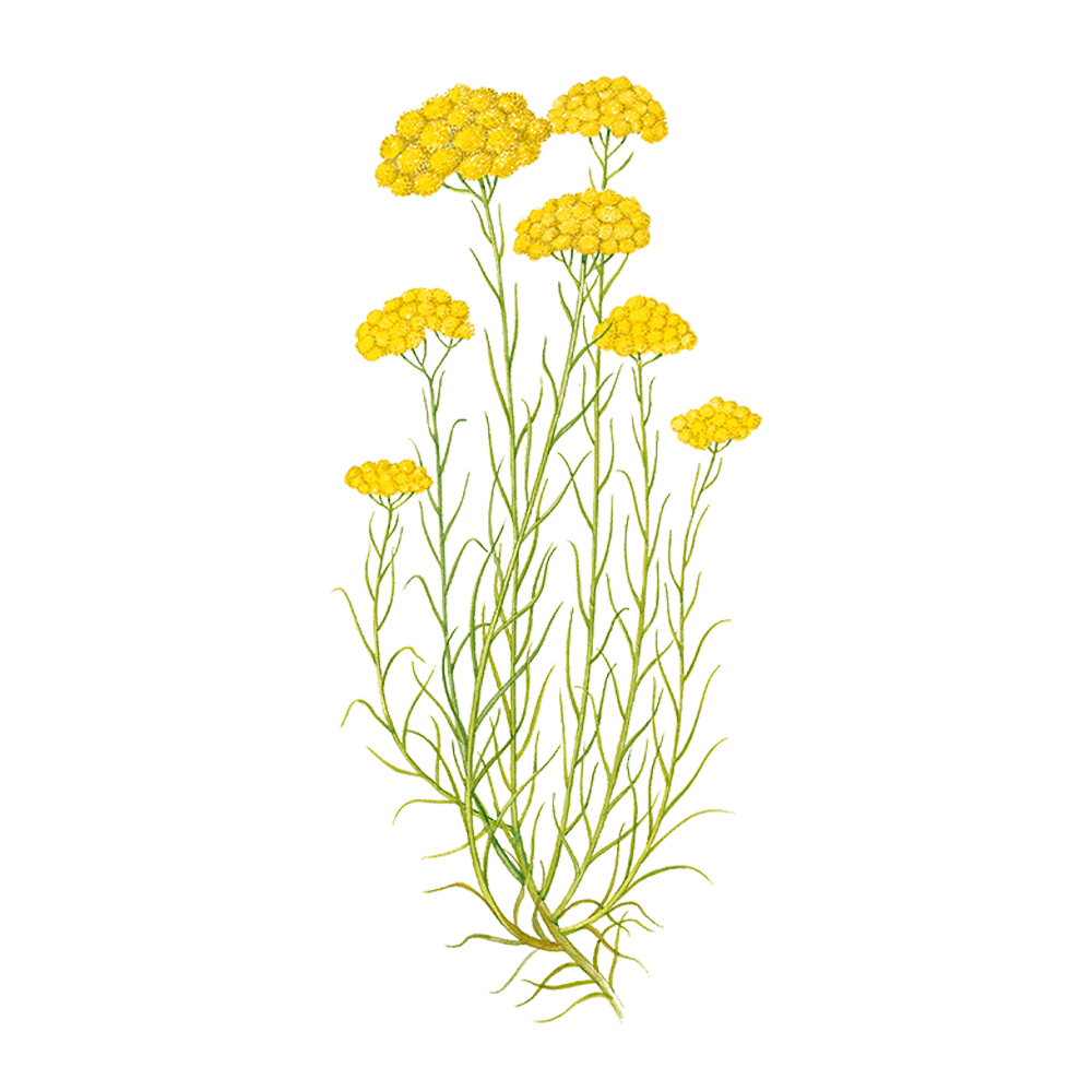 Strohblume (Helichrysum italicum)