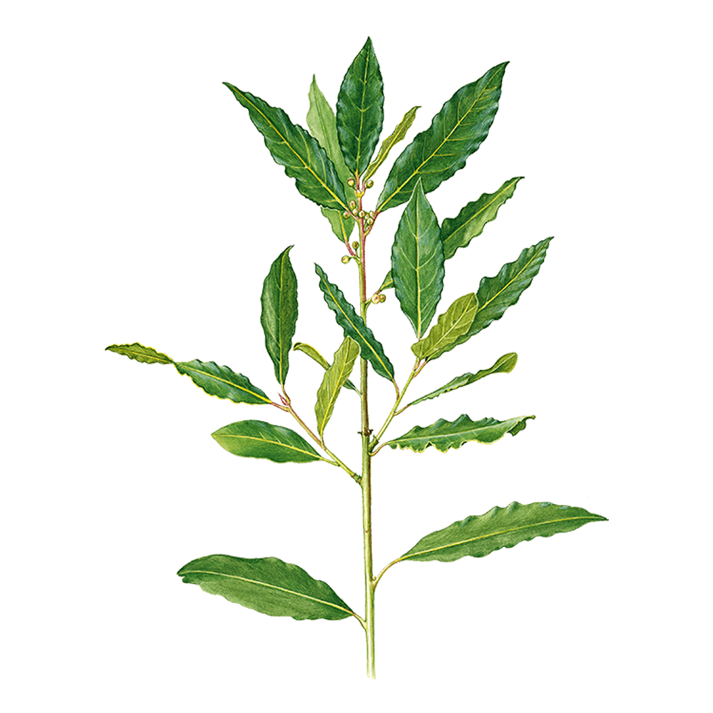 Echte Lorbeer (Laurus nobilis)