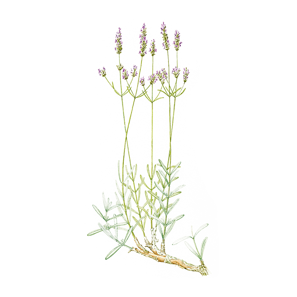Lavendel Spica (Lavandula latifolia)