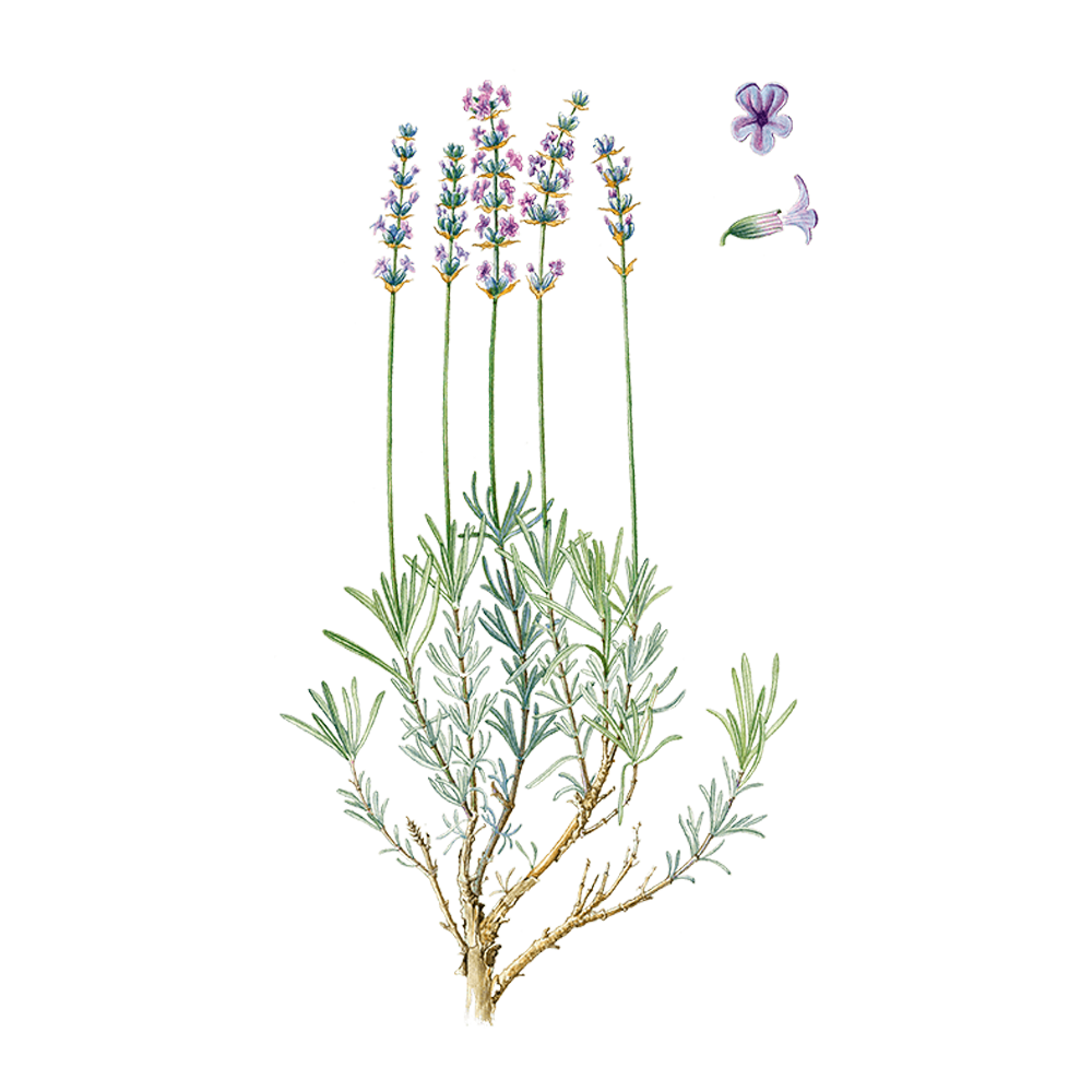 Echten lavendel (Lavandula angustifolia)