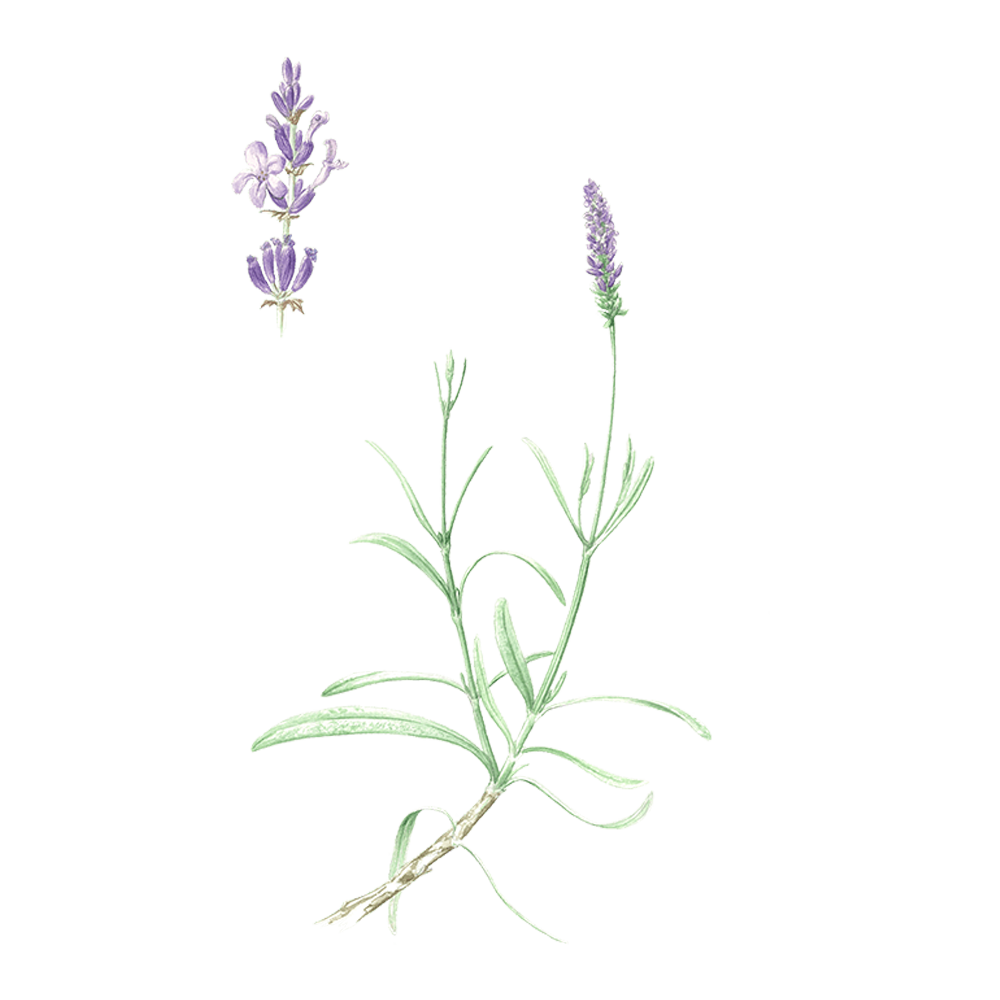 Lavandin Super (Lavandula angustifolia x Lavandula latifolia)