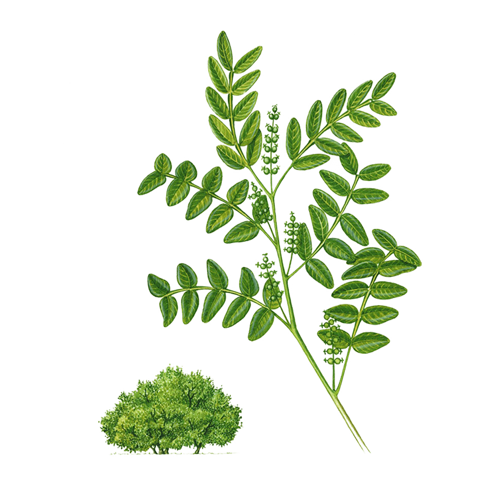 Mastixstrauch (Pistacia lentiscus)