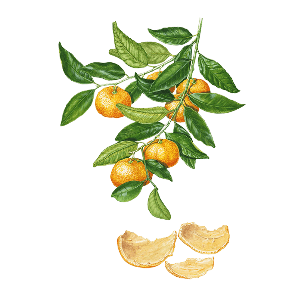 Mandarinen (Citrus reticulata)