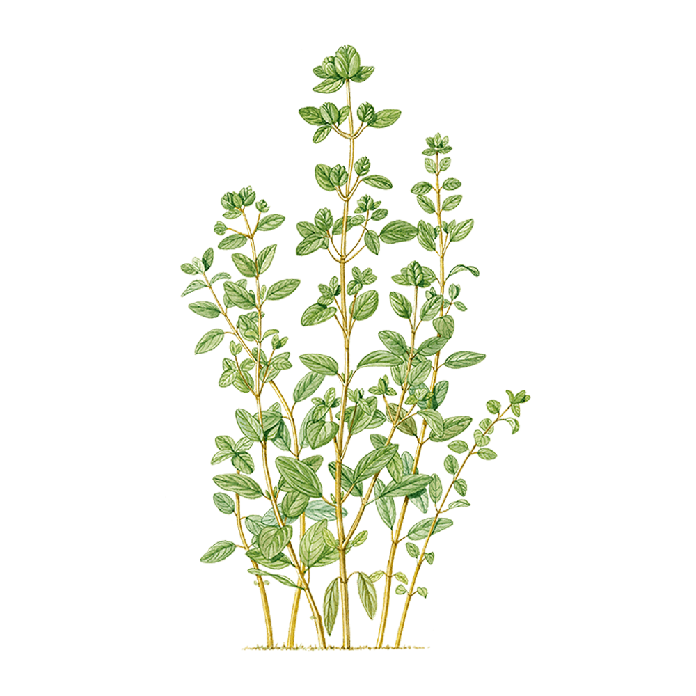 Majoran (Origanum majorana)