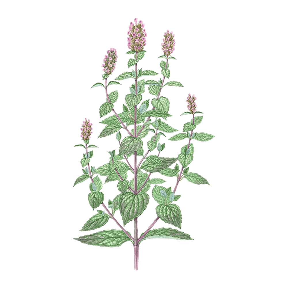 Pfefferminze (Mentha x piperita)