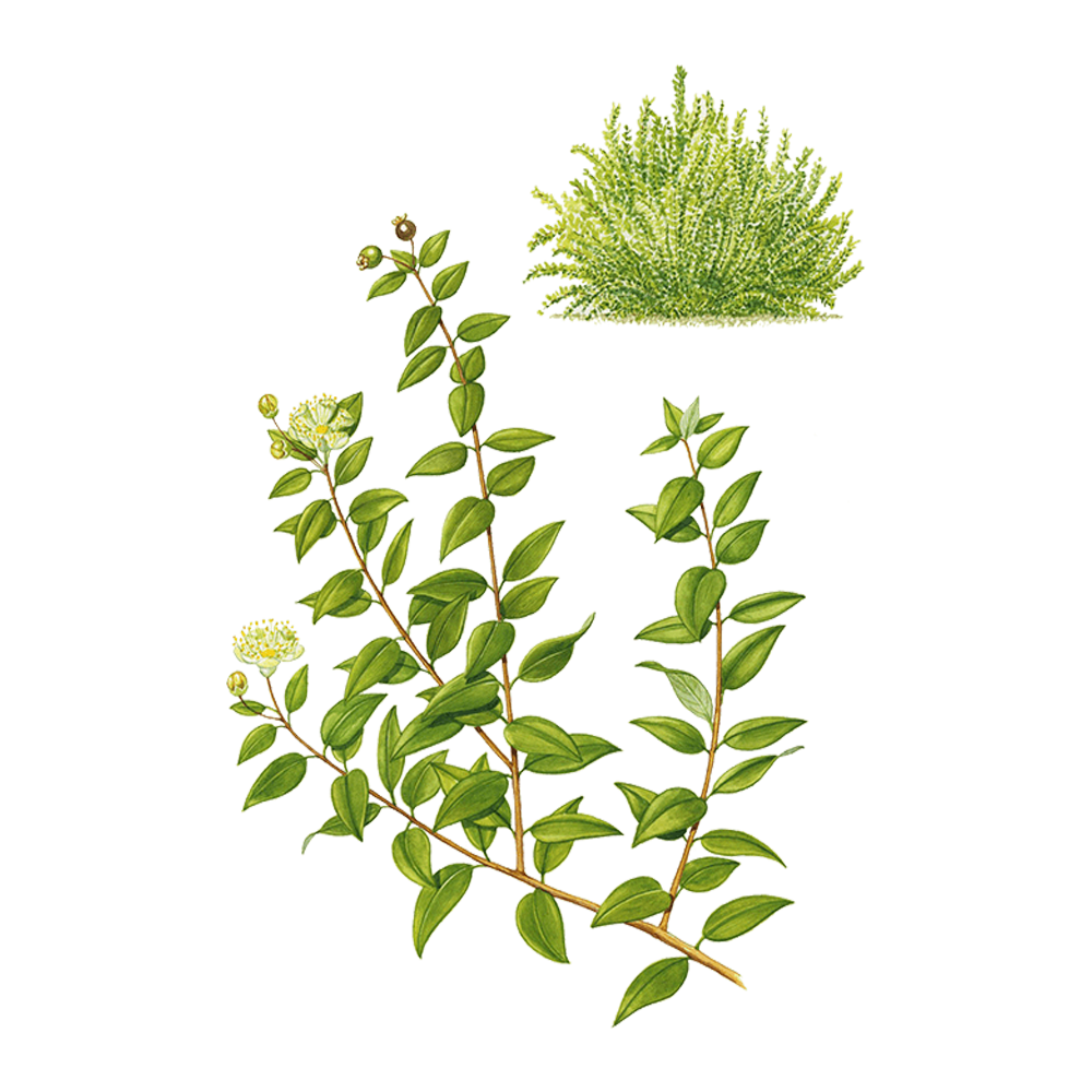 Myrte (Myrtus communis)