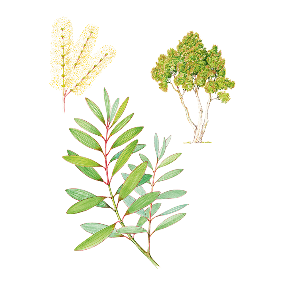 Myrtenheide (syn. Melaleuca viridiflora)