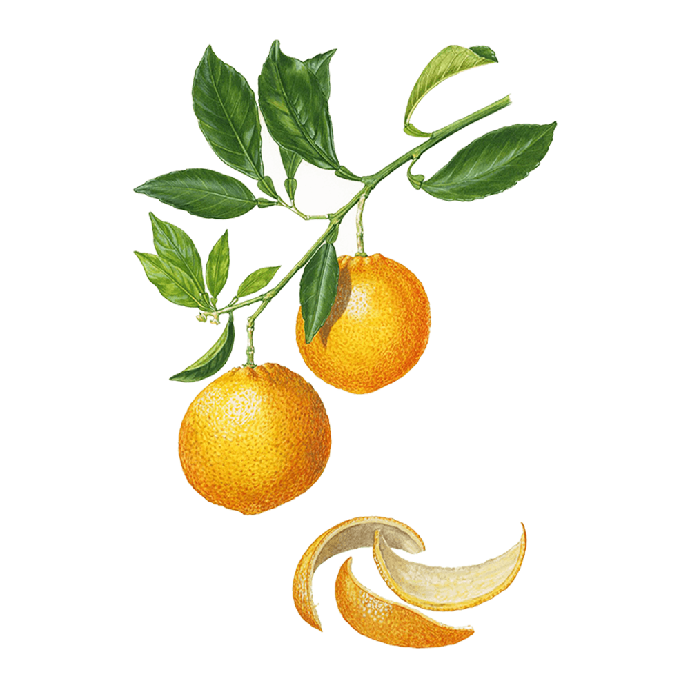 Orangen (Citrus sinensis)