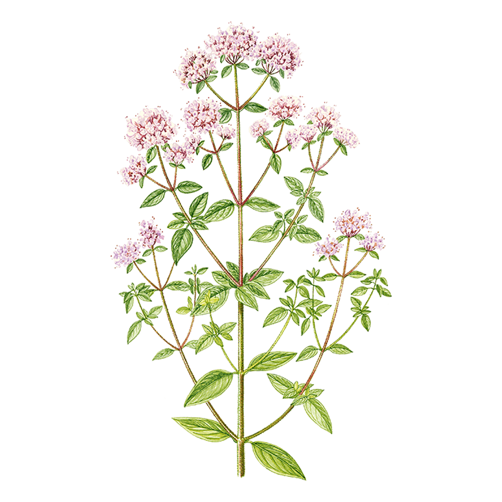 Oregano (Origanum compactum)