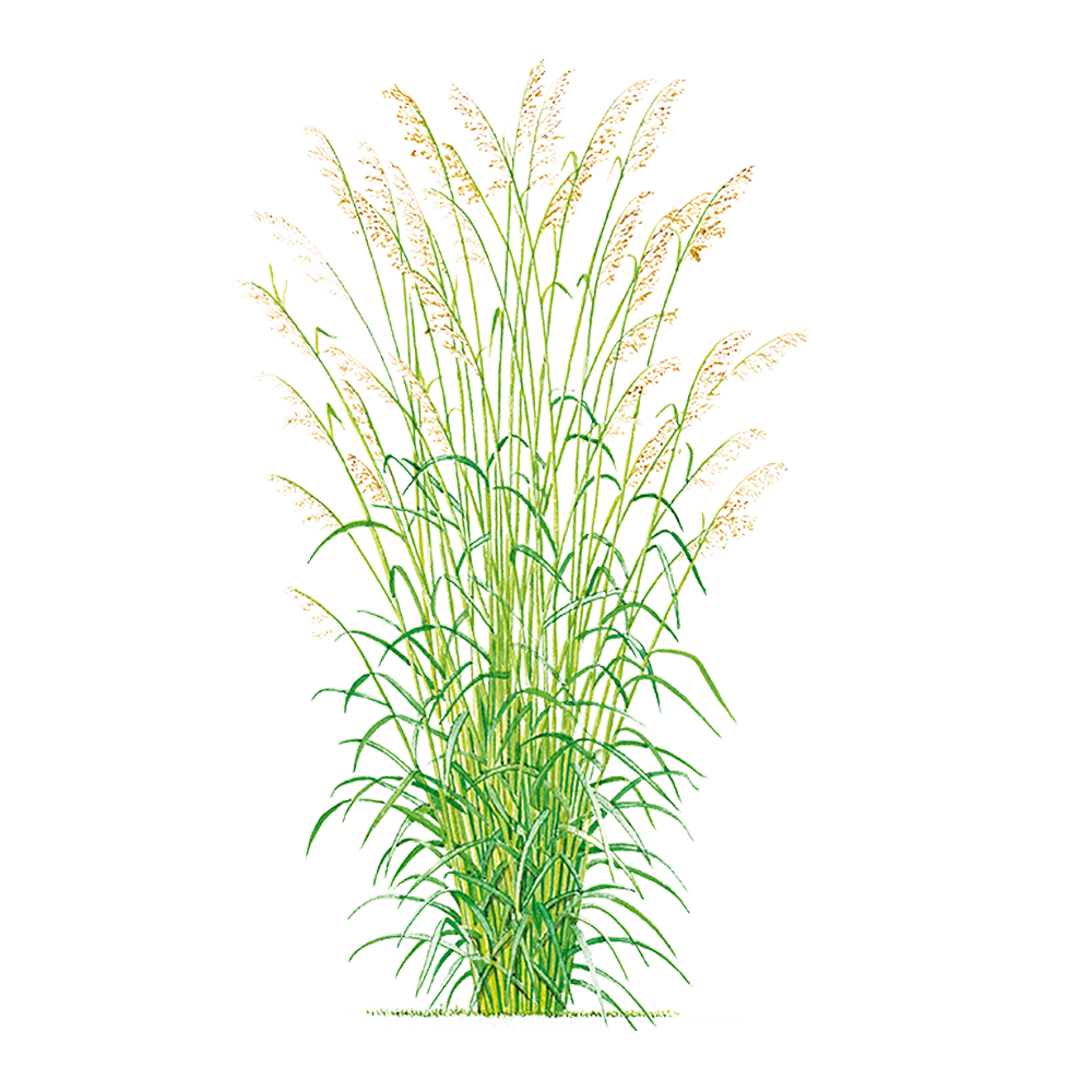 Palmarosa (Cymbopogon martinii)