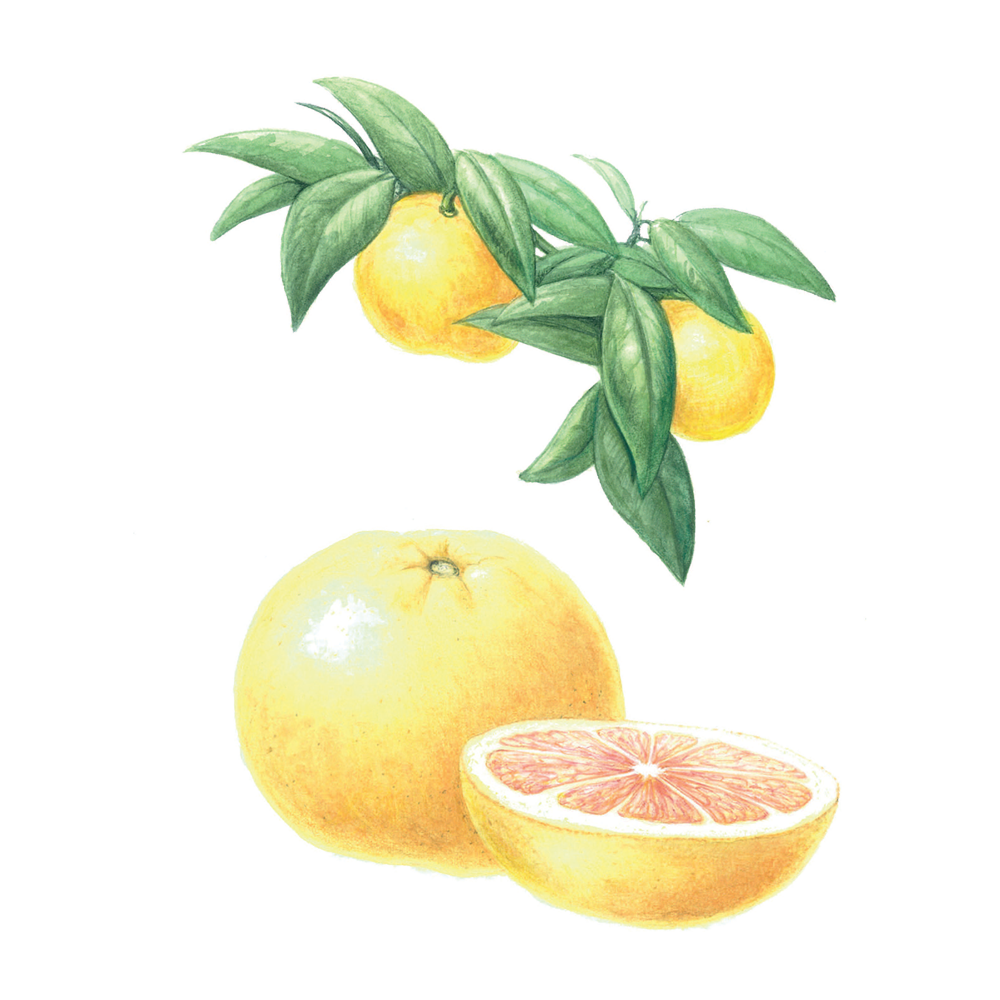 Pampelmuse (Citrus x paradisi)