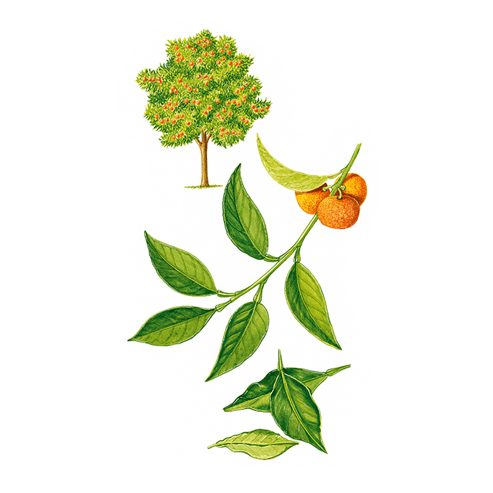 Petit Grain Bitterorange (Citrus aurantium ssp. amara (folia))