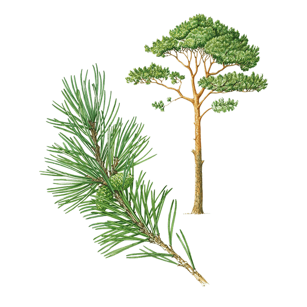 Waldkiefer (Pinus sylvestris)