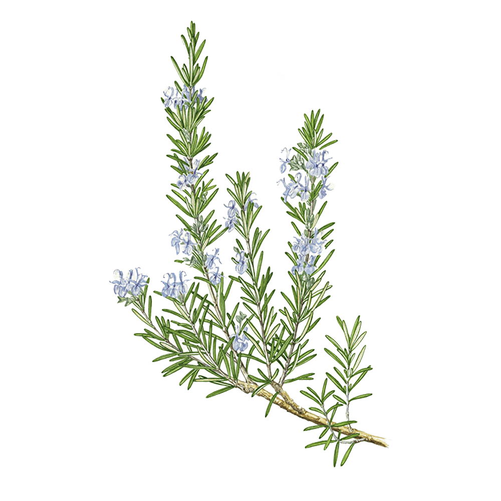 Rosmarin Kampfer (Rosmarinus officinalis camphoriferum)