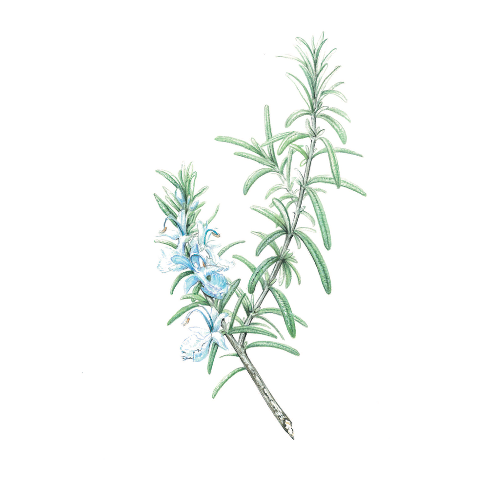 Rosmarin Verbenon (Rosmarinus officinalis verbenoniferum)