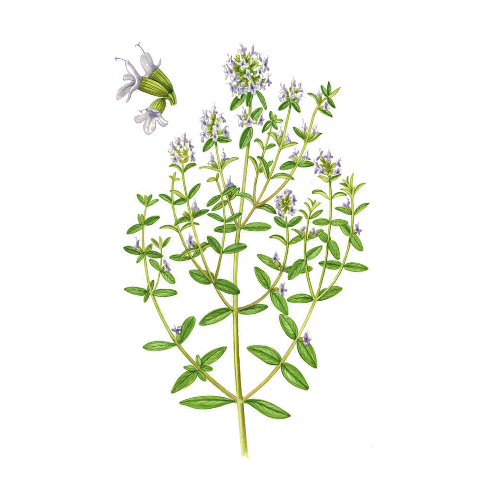 Berg-Bohnenkraut (Satureja montana)