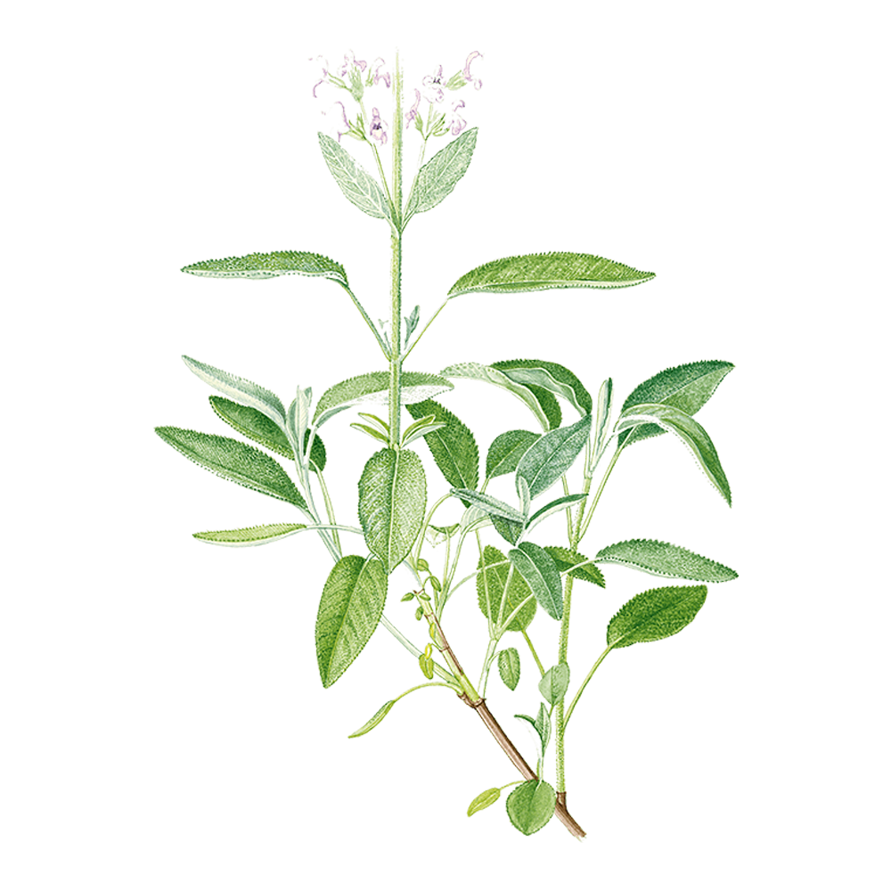 Muskatellersalbei (Salvia sclarea)