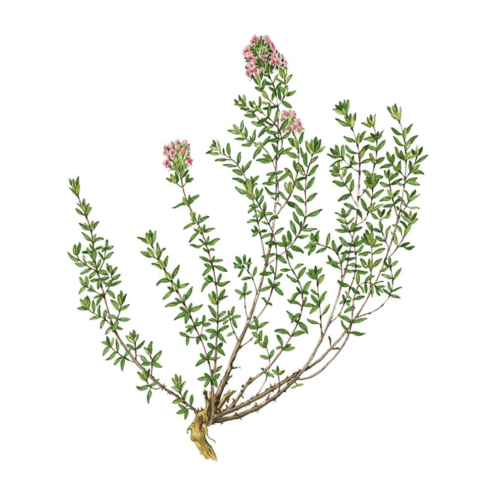 Thymian Thymol (Thymus vulgaris)
