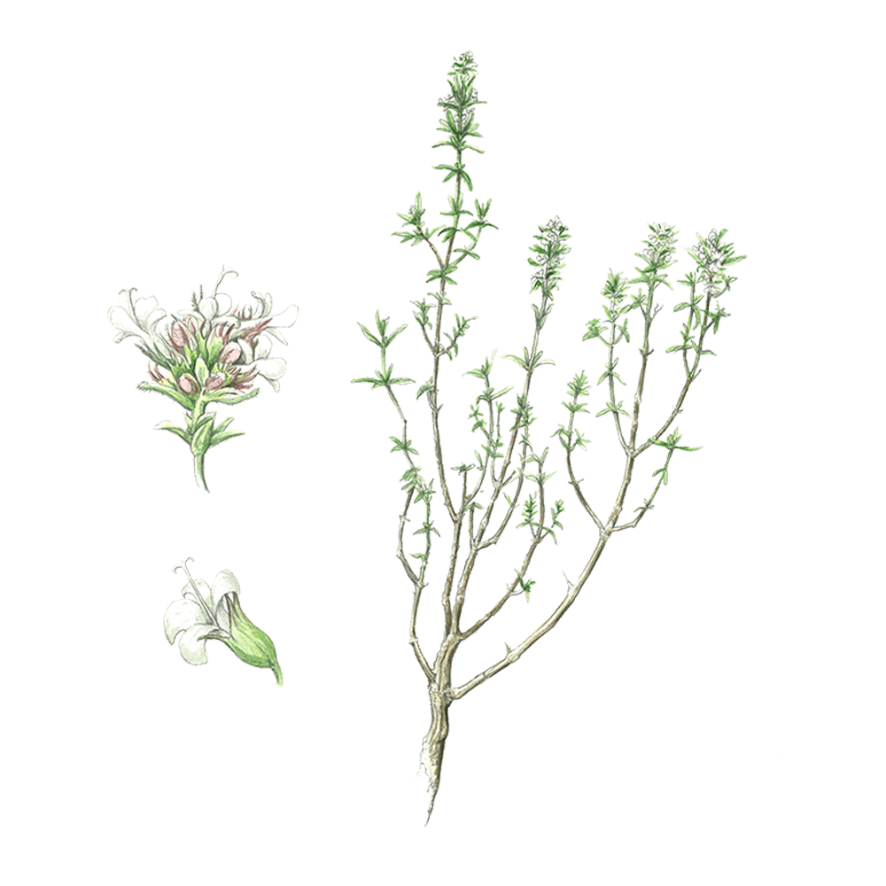 Thymian Linalool (hymus vulgaris linaloliferum)