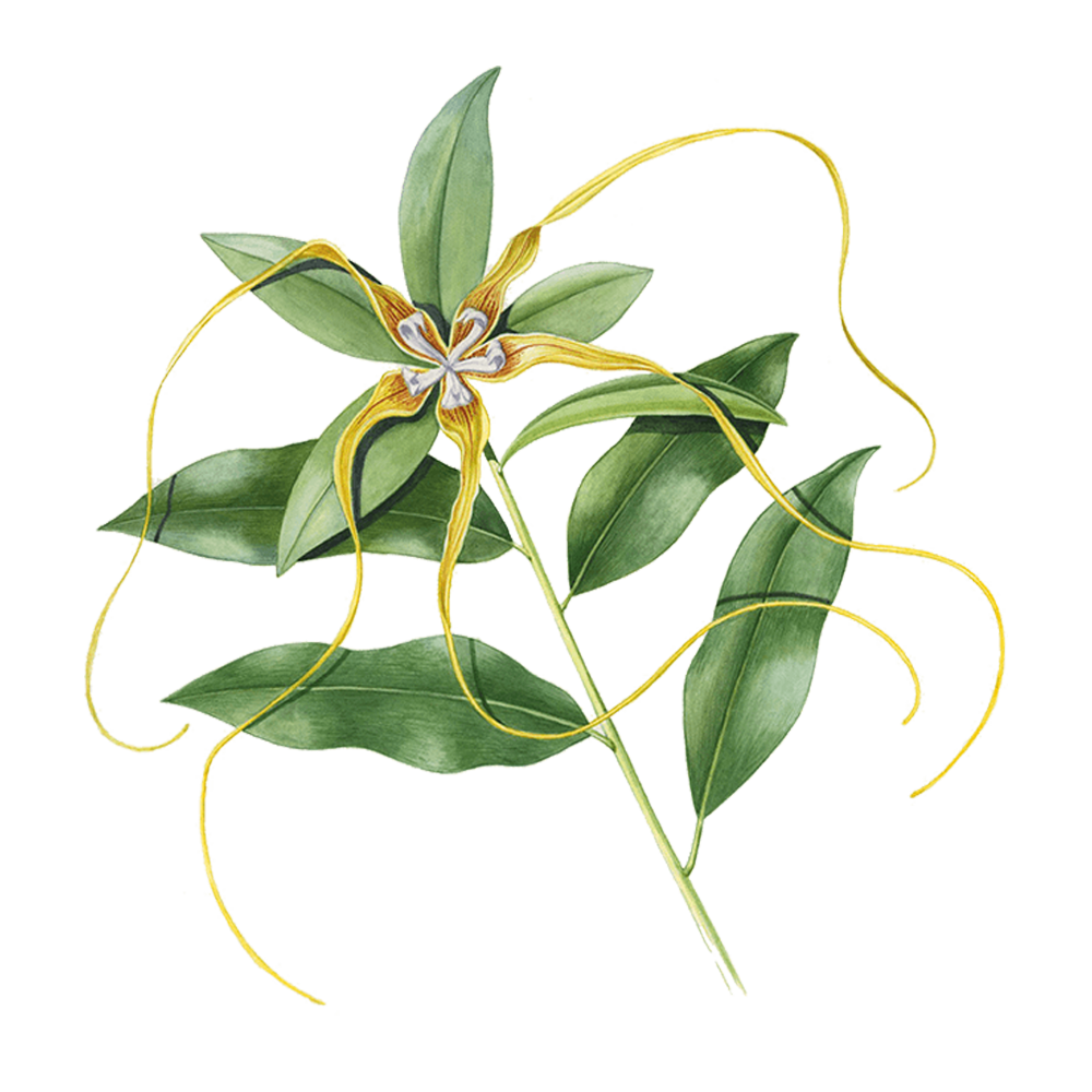 Ylang-Ylang (Cananga odorata. f. genuina)