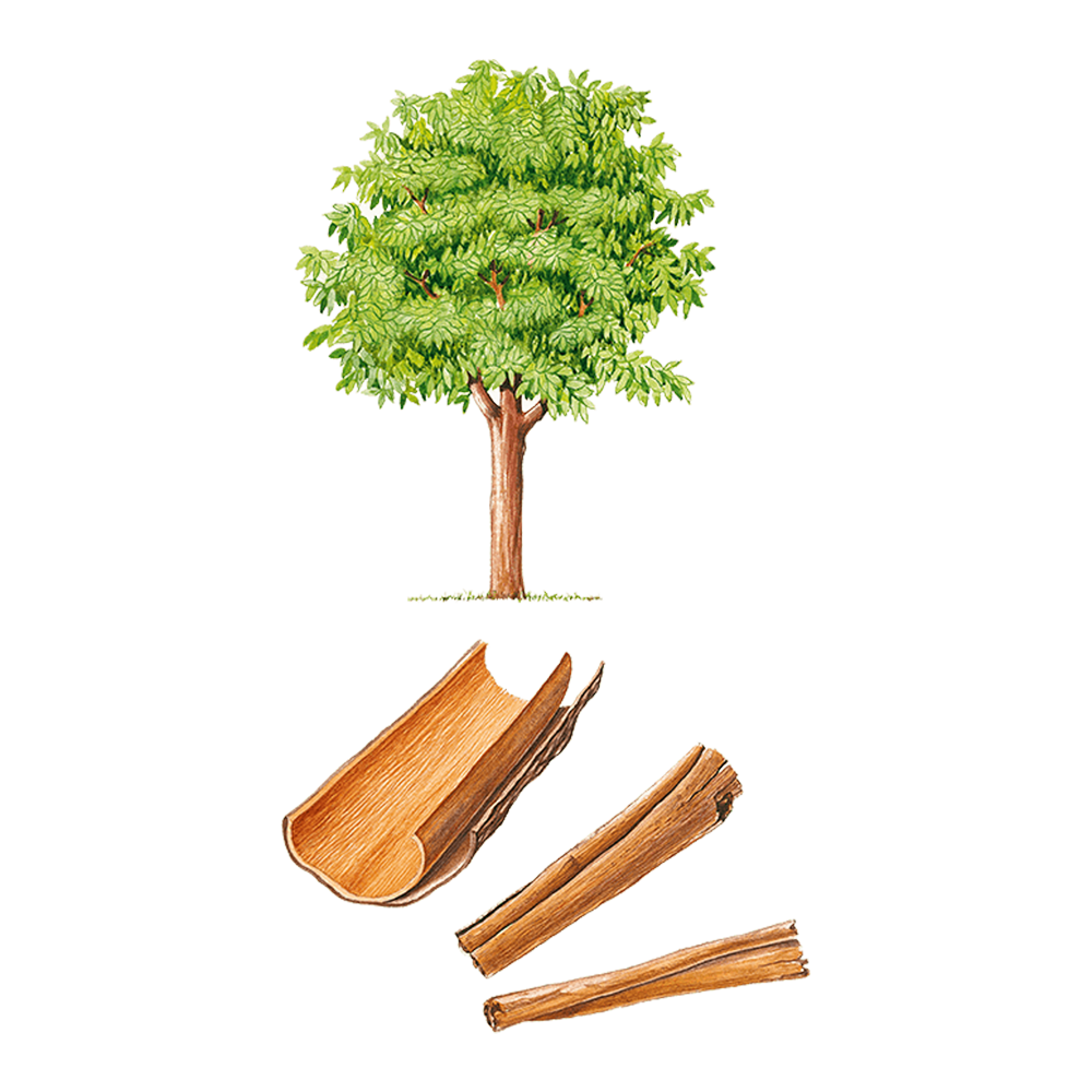 Ceylon-zimt (Cinnamomum verum)