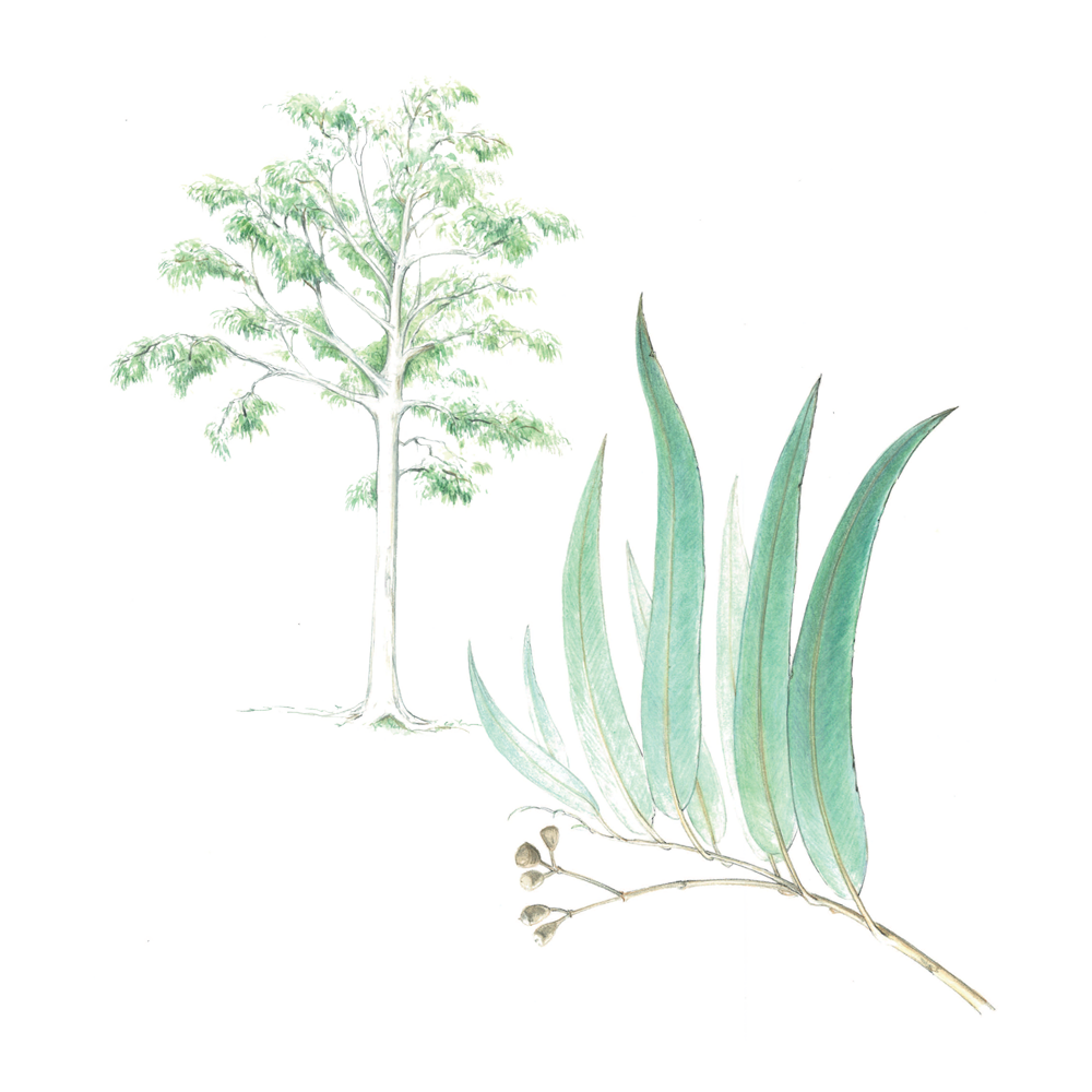 Zitronen-Eukalyptus (Eucalyptus citriodora oder Corymbia citriodora)