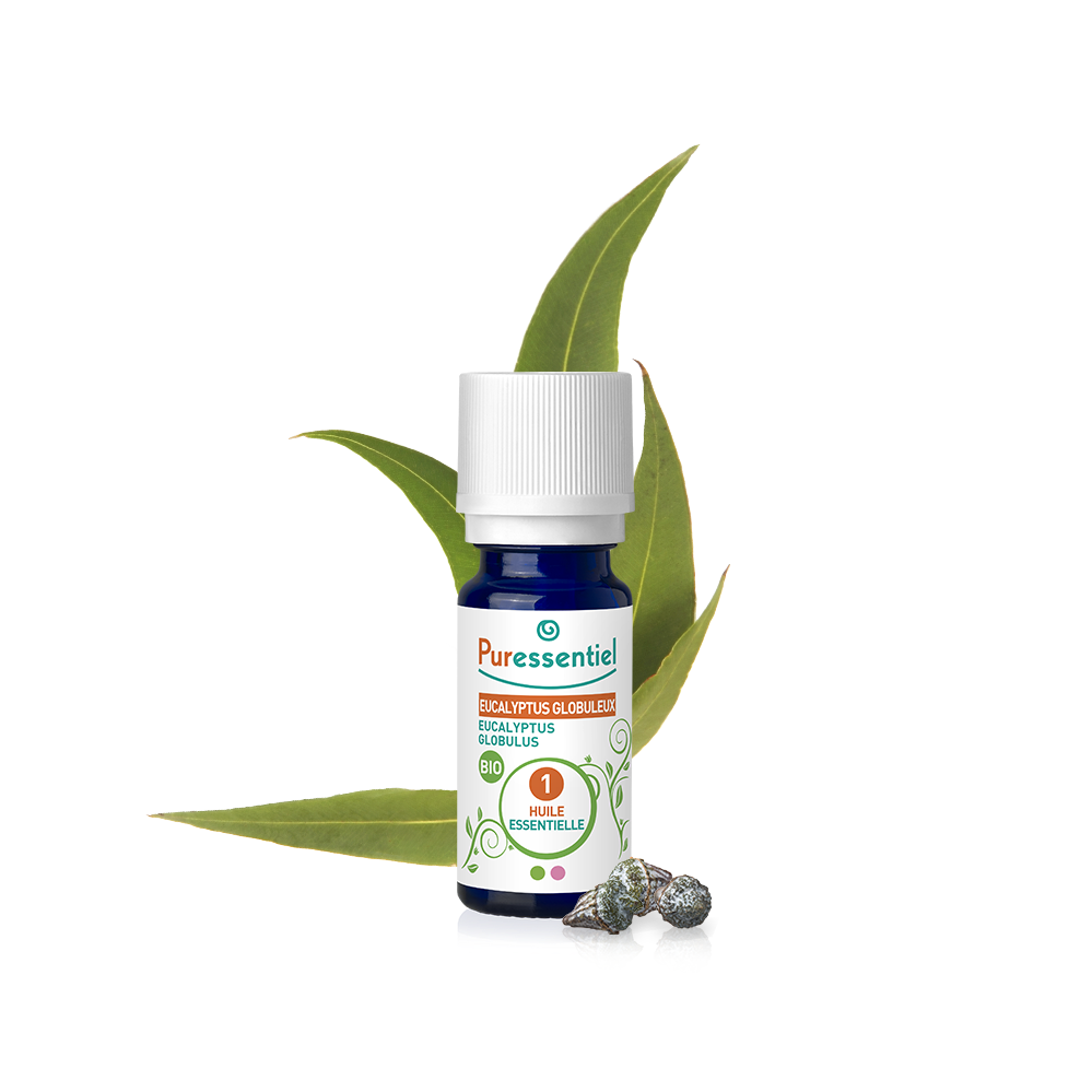 Eukalyptus globulus Bio ätherisches Öl