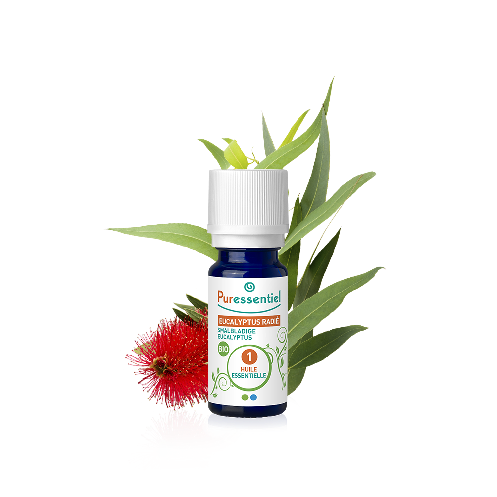Pfefferminz Eucalyptus BIO ätherisches Öl