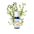 Linalool Thymian BIO ätherisches Öl